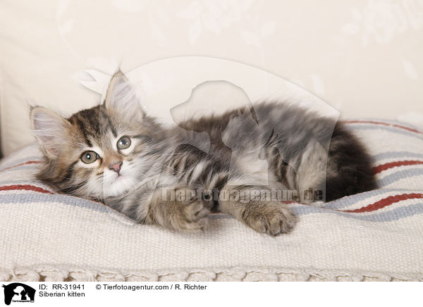 Sibirisches Ktzchen / Siberian kitten / RR-31941