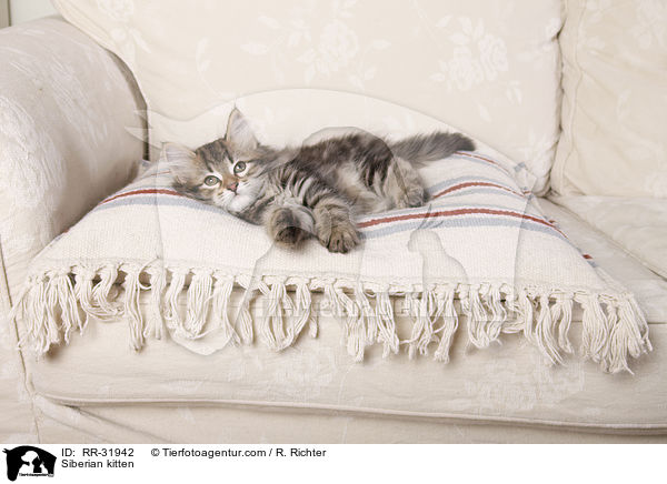Sibirisches Ktzchen / Siberian kitten / RR-31942