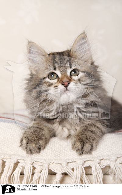 Sibirisches Ktzchen / Siberian kitten / RR-31946