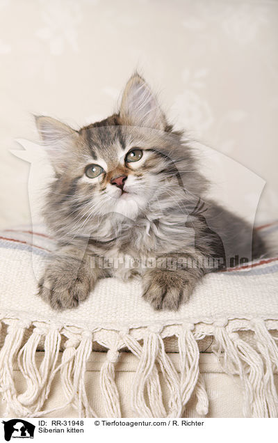 Sibirisches Ktzchen / Siberian kitten / RR-31948