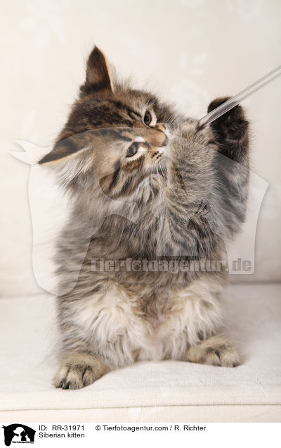 Siberian kitten / RR-31971