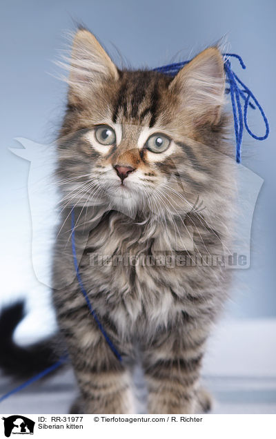 Siberian kitten / RR-31977
