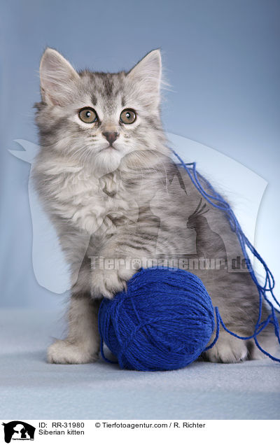 Siberian kitten / RR-31980