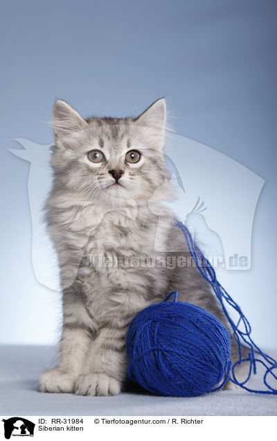 Siberian kitten / RR-31984