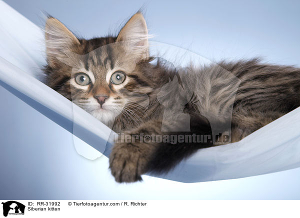 Siberian kitten / RR-31992