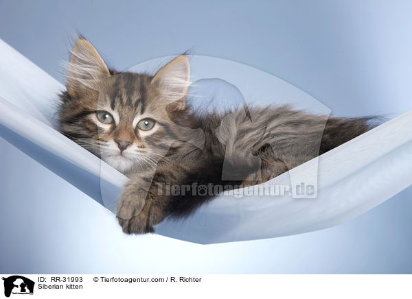 Sibirisches Ktzchen / Siberian kitten / RR-31993