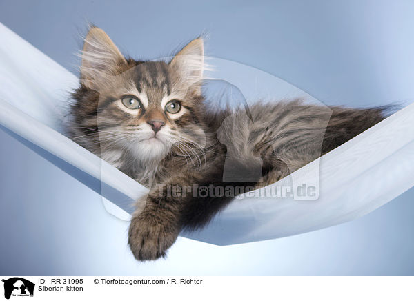 Sibirisches Ktzchen / Siberian kitten / RR-31995
