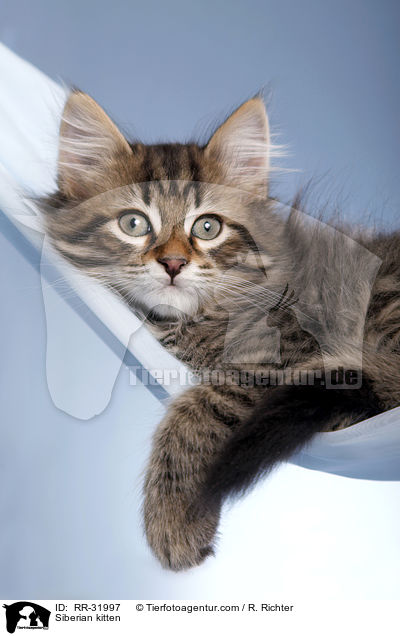 Siberian kitten / RR-31997