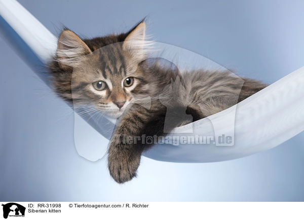 Sibirisches Ktzchen / Siberian kitten / RR-31998