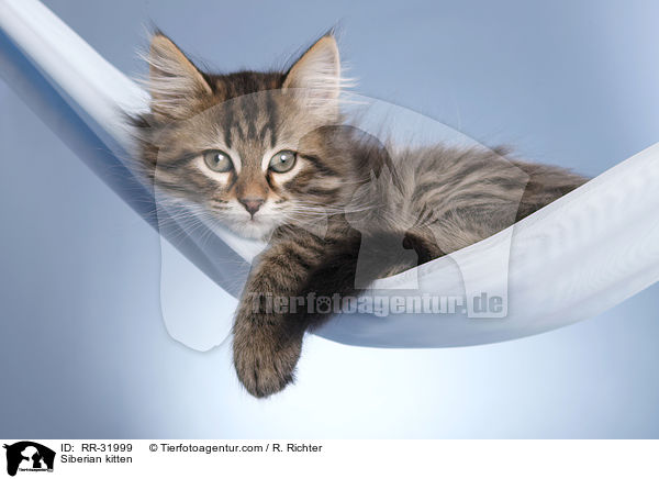 Sibirisches Ktzchen / Siberian kitten / RR-31999