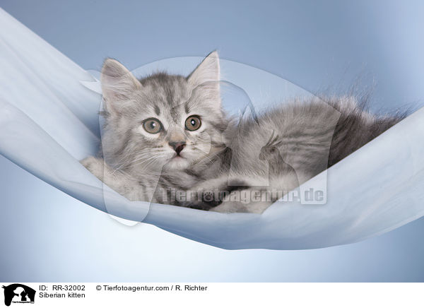 Sibirisches Ktzchen / Siberian kitten / RR-32002