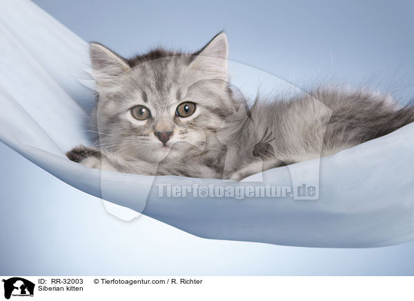 Sibirisches Ktzchen / Siberian kitten / RR-32003