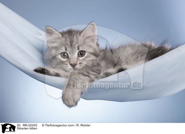 Sibirisches Ktzchen / Siberian kitten / RR-32005