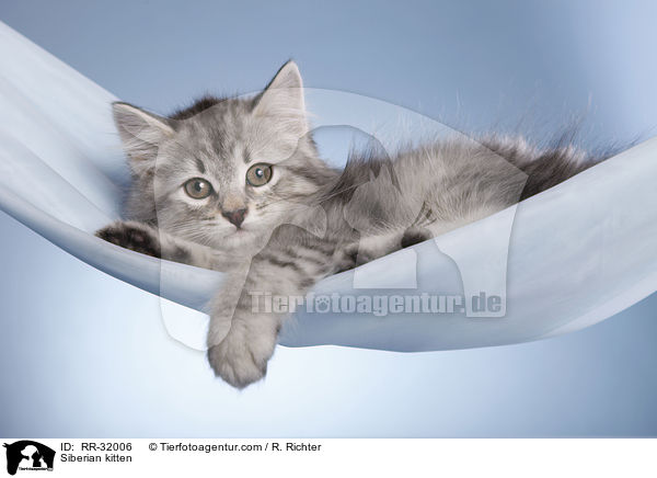 Siberian kitten / RR-32006
