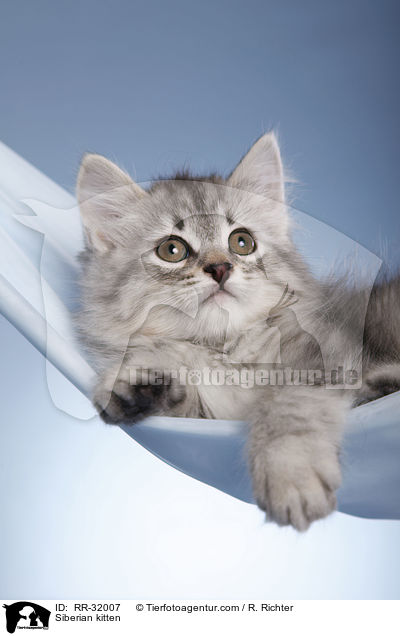 Sibirisches Ktzchen / Siberian kitten / RR-32007