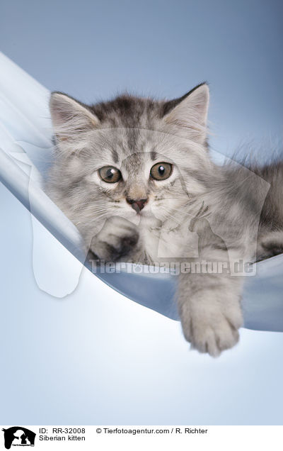 Siberian kitten / RR-32008