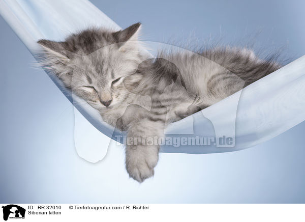 Siberian kitten / RR-32010