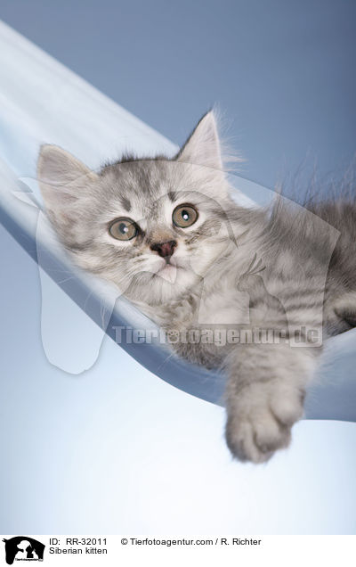 Sibirisches Ktzchen / Siberian kitten / RR-32011