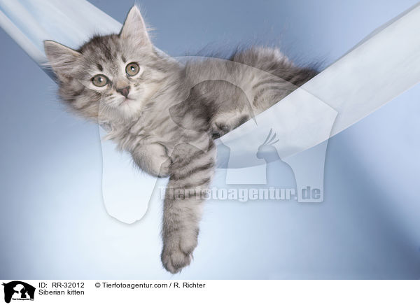 Siberian kitten / RR-32012
