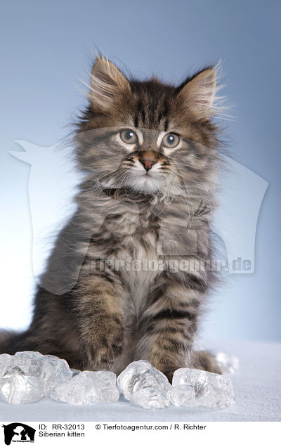 Siberian kitten / RR-32013