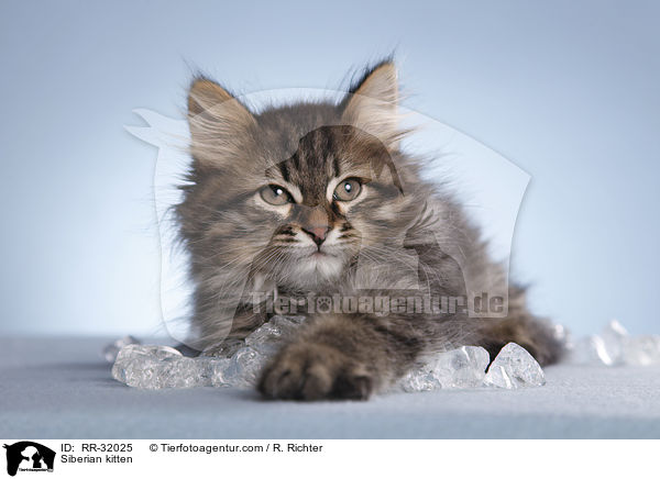 Siberian kitten / RR-32025