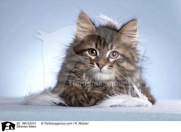 Siberian kitten / RR-32031