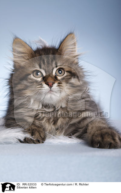 Siberian kitten / RR-32033