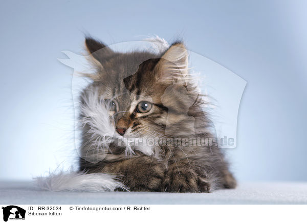 Siberian kitten / RR-32034