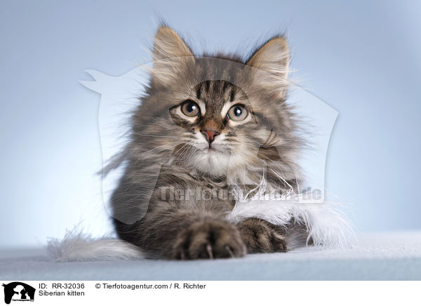 Siberian kitten / RR-32036
