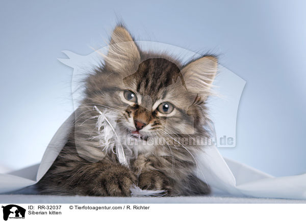 Siberian kitten / RR-32037