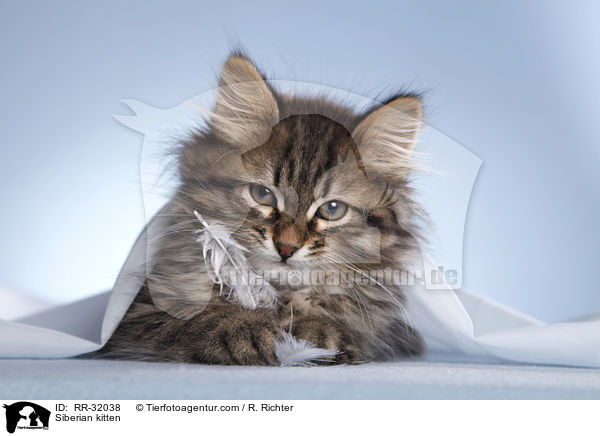 Siberian kitten / RR-32038