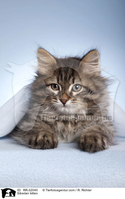 Siberian kitten / RR-32040
