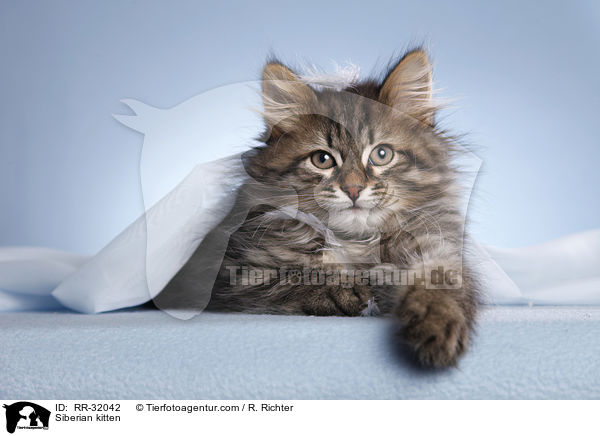 Siberian kitten / RR-32042