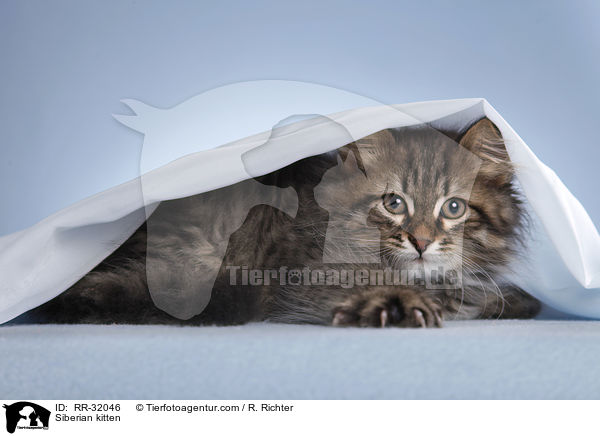 Siberian kitten / RR-32046