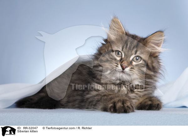 Siberian kitten / RR-32047