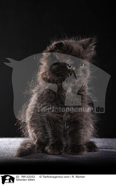 Sibirisches Ktzchen / Siberian kitten / RR-32052