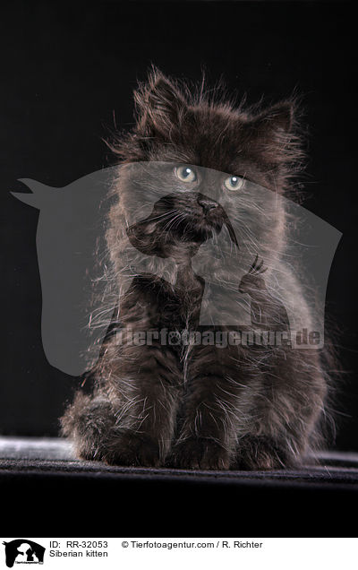 Siberian kitten / RR-32053