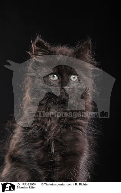 Sibirisches Ktzchen / Siberian kitten / RR-32054