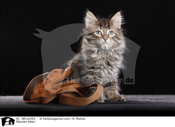 Sibirisches Ktzchen / Siberian kitten / RR-32055