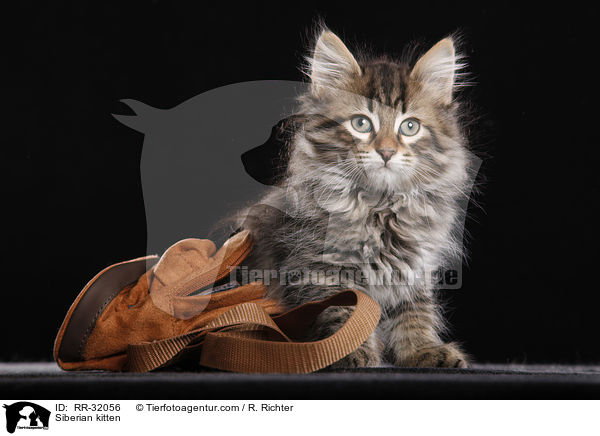 Siberian kitten / RR-32056