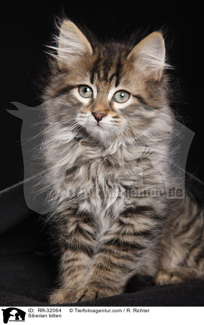 Siberian kitten / RR-32064