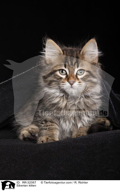 Siberian kitten / RR-32067