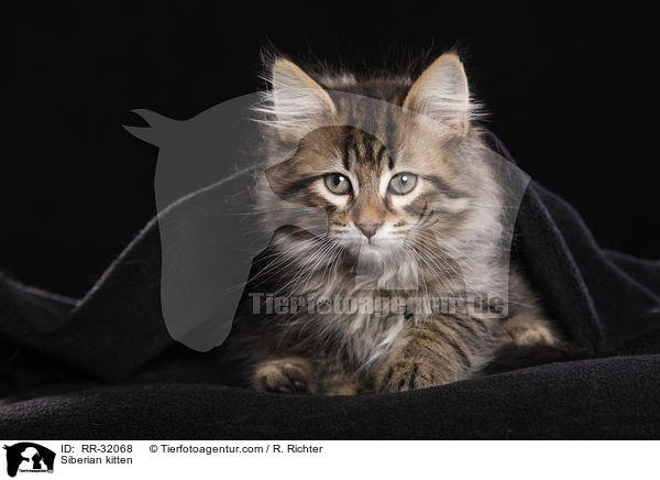 Siberian kitten / RR-32068