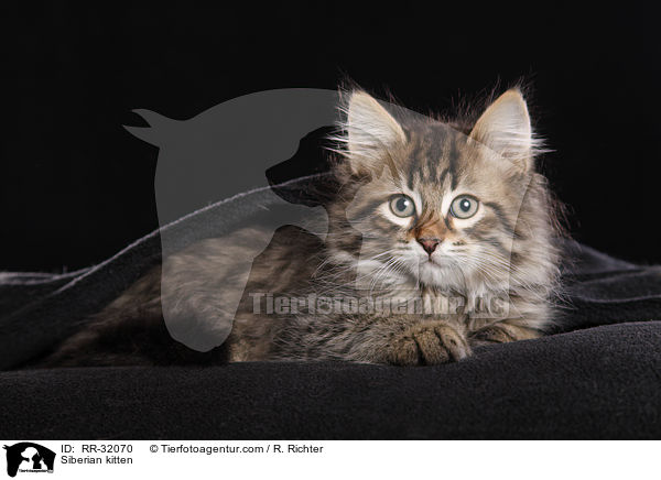 Siberian kitten / RR-32070