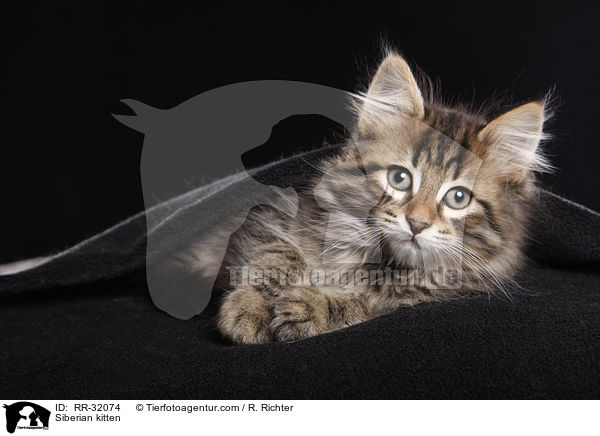Siberian kitten / RR-32074