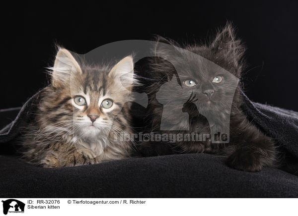 Siberian kitten / RR-32076