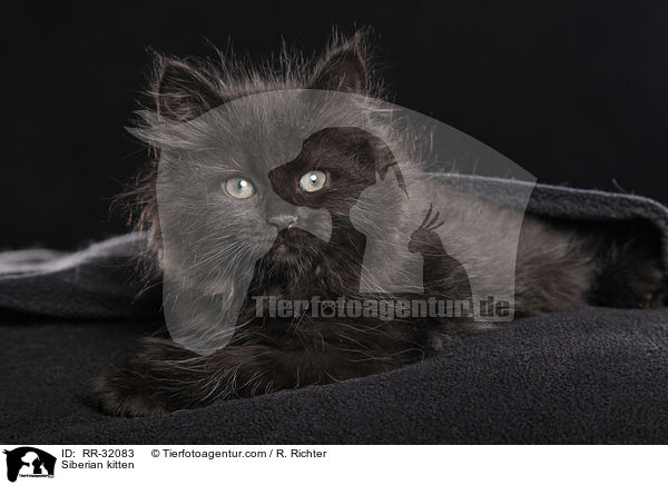 Siberian kitten / RR-32083