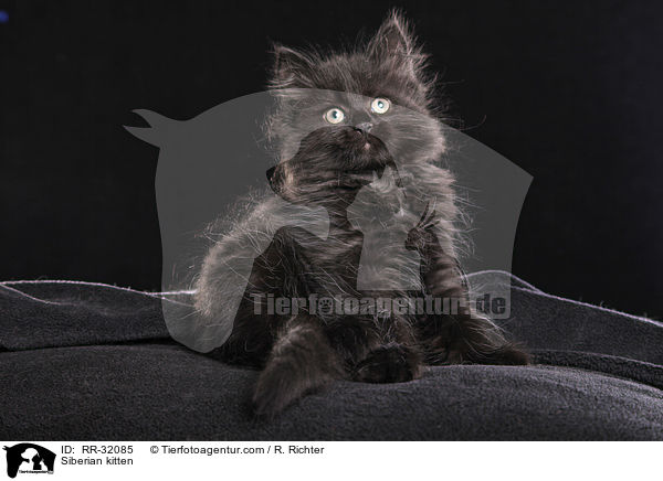 Siberian kitten / RR-32085