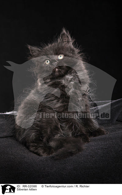 Siberian kitten / RR-32086