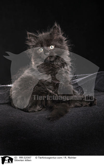 Siberian kitten / RR-32087